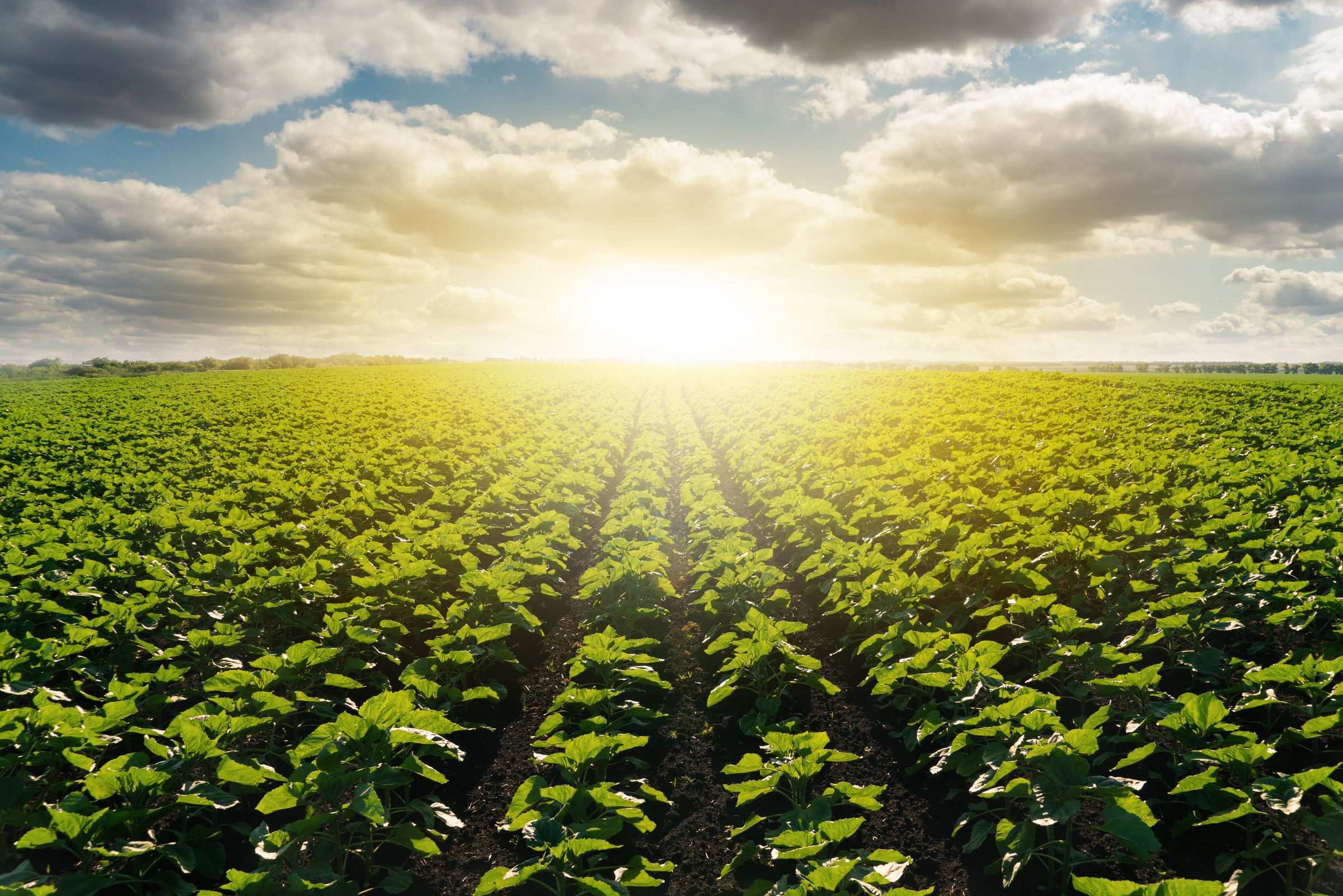 Agricultural field